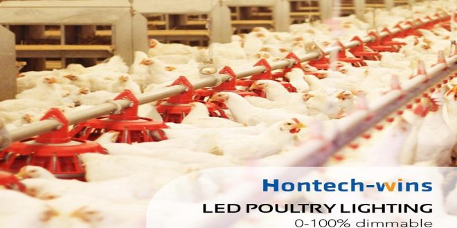 LED Poultry Lights: Increase Lighting Effectiveness